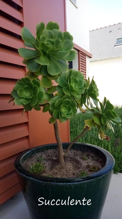 Epiphytes Et Succulentes Apartman Paimpol Kültér fotó